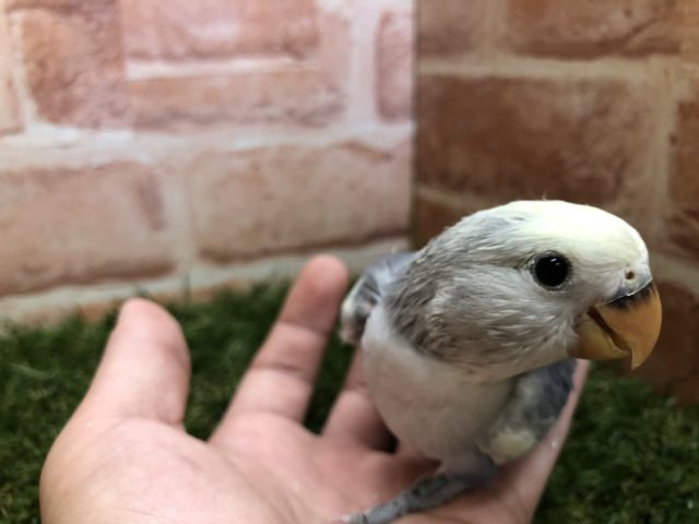 コザクラインコ（小桜インコ）