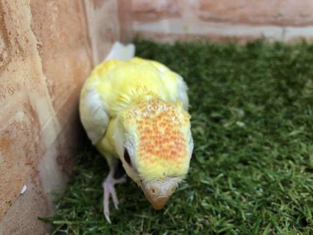 ビセイインコ（美声インコ）