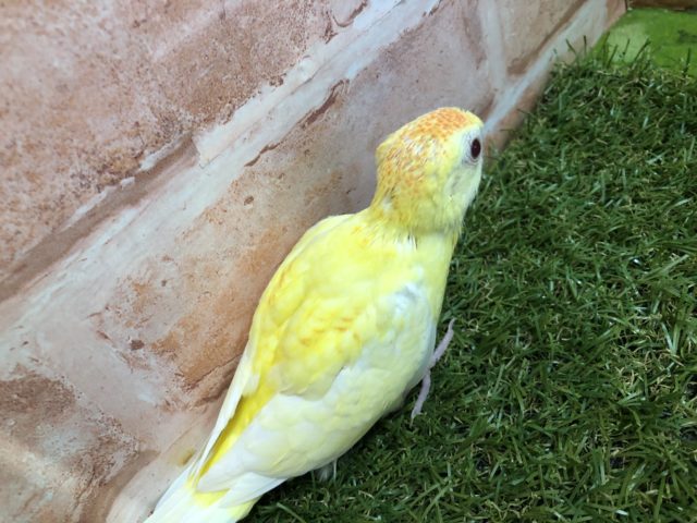 ビセイインコ（美声インコ）