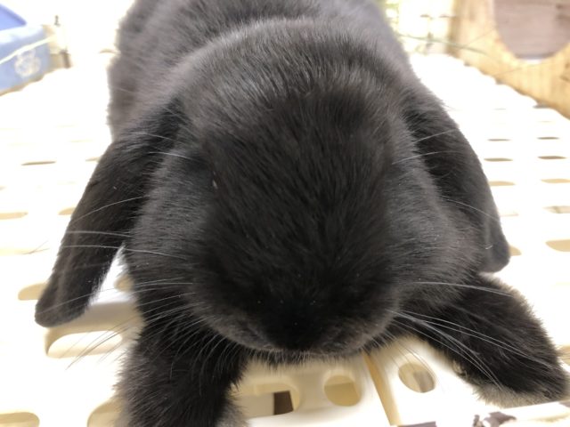ロップイヤーラビット