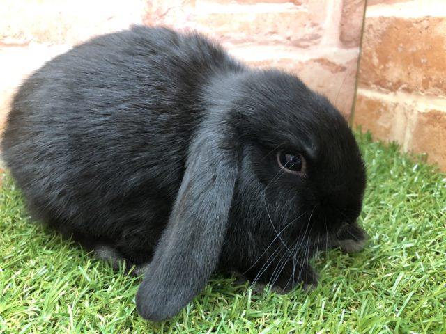 ロップイヤーラビット