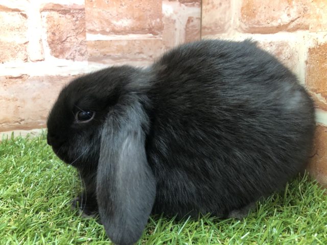 ロップイヤーラビット