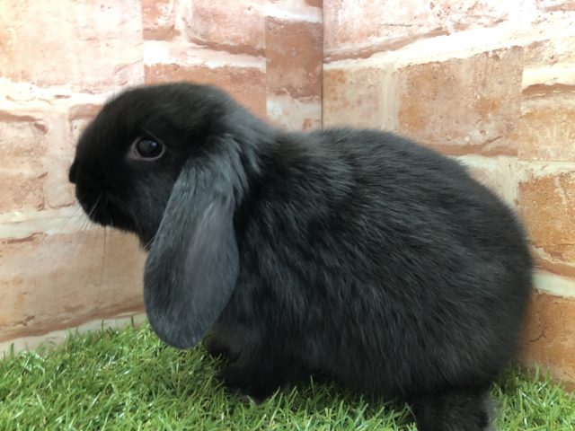 ロップイヤーラビット