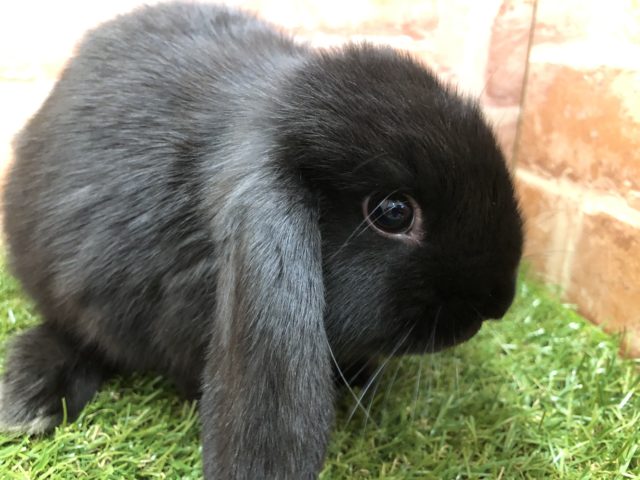 ロップイヤーラビット