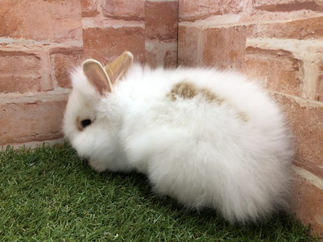 ライオンラビット