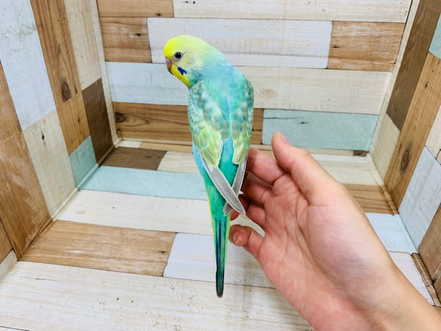 セキセイインコ