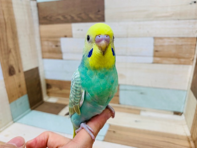 セキセイインコ