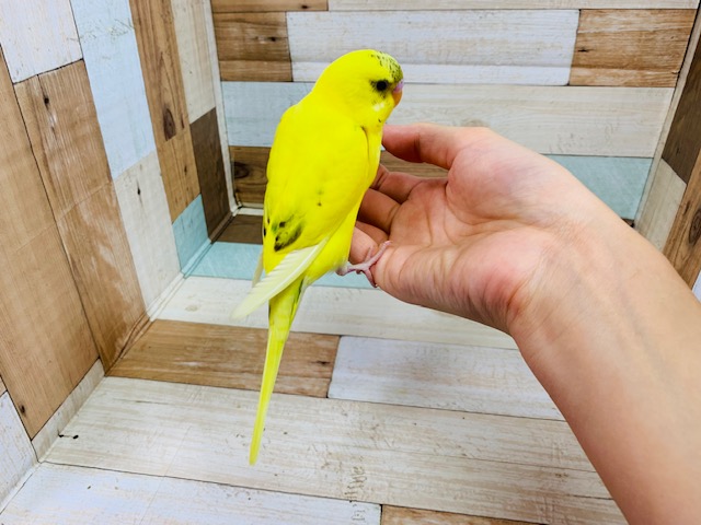 セキセイインコ