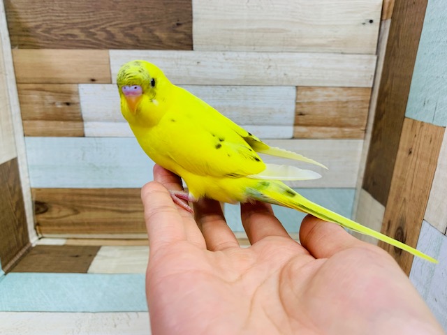 セキセイインコ