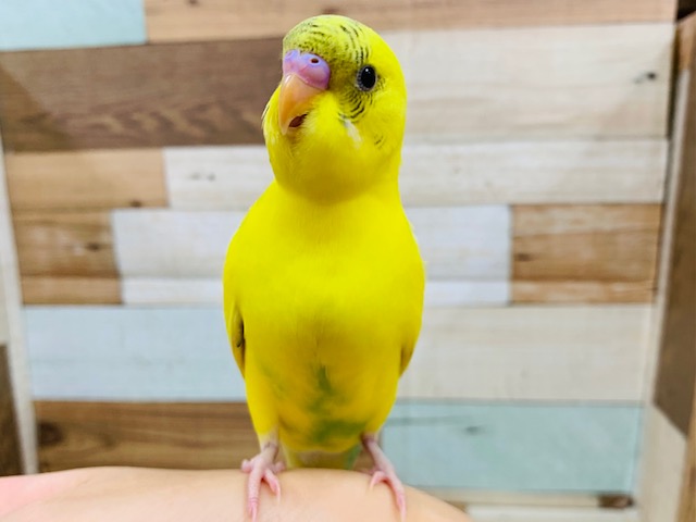 セキセイインコ