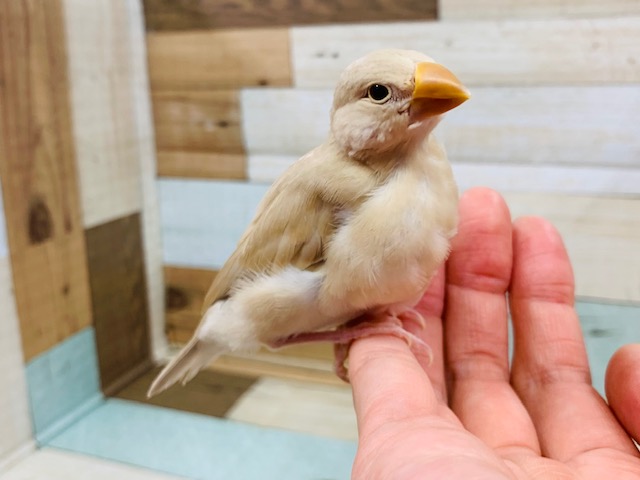 シナモン文鳥