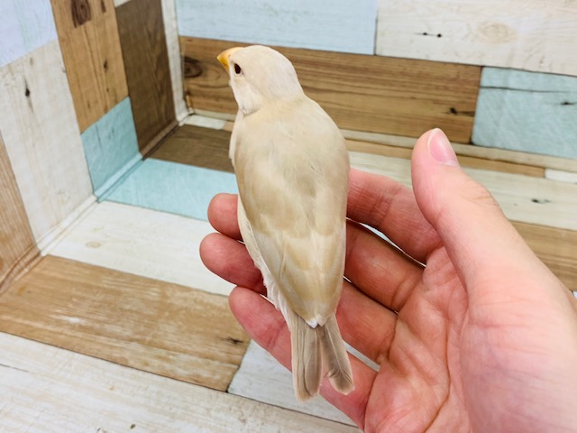 シナモン文鳥