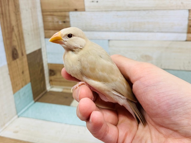 シナモン文鳥