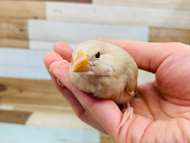 シナモン文鳥