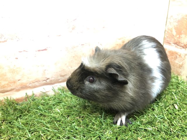 クレステッドモルモット