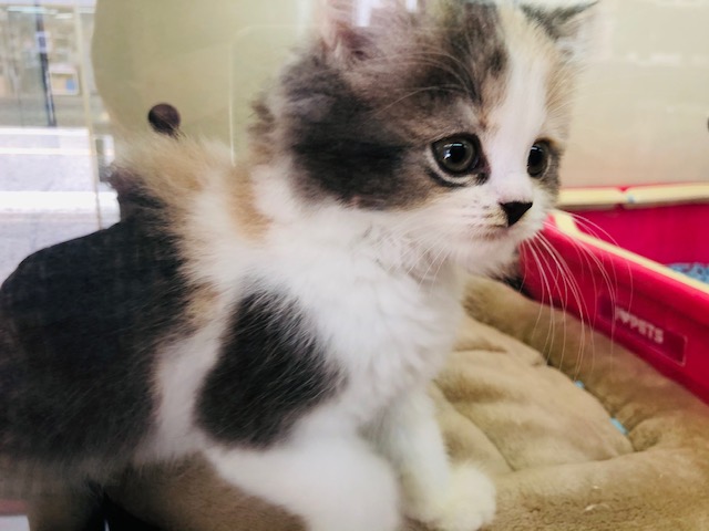 スコティッシュフォールド