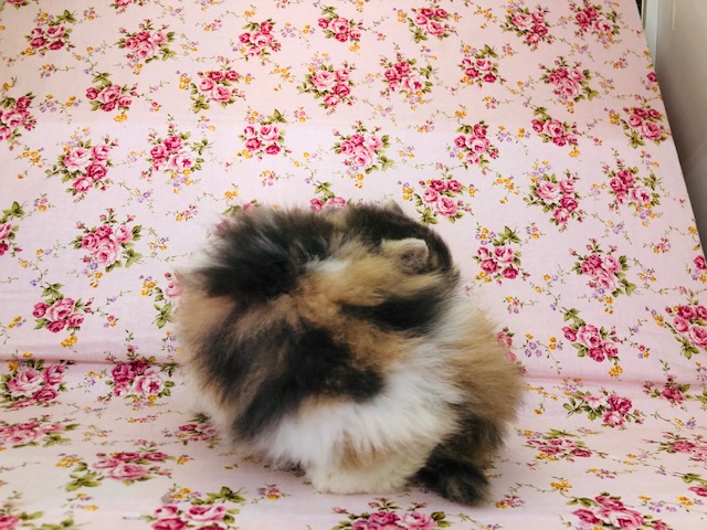 スコティッシュフォールド