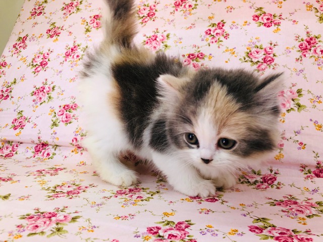 スコティッシュフォールド