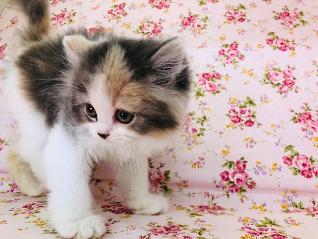 スコティッシュフォールド