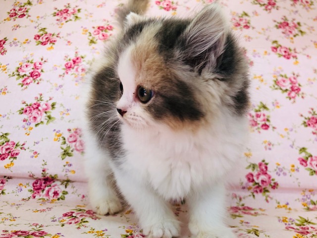 スコティッシュフォールド