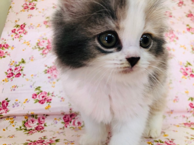 スコティッシュフォールド