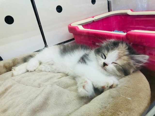 スコティッシュフォールド