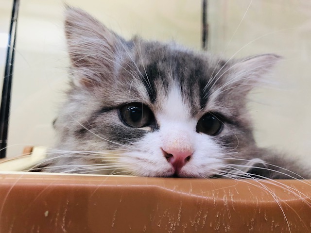 ピンクのお鼻が可愛いね!サイベリアンいるよ! サイベリアン