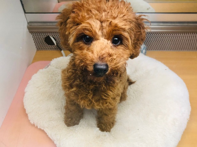 トイプードル