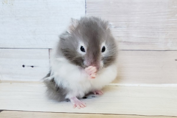 ゴールデンハムスター