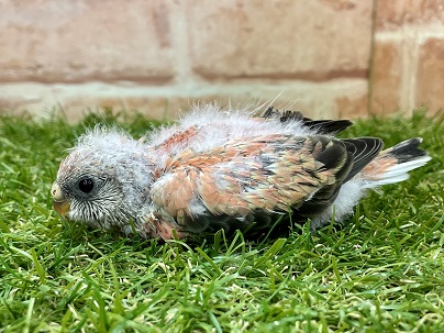 アキクサインコ（秋草インコ）