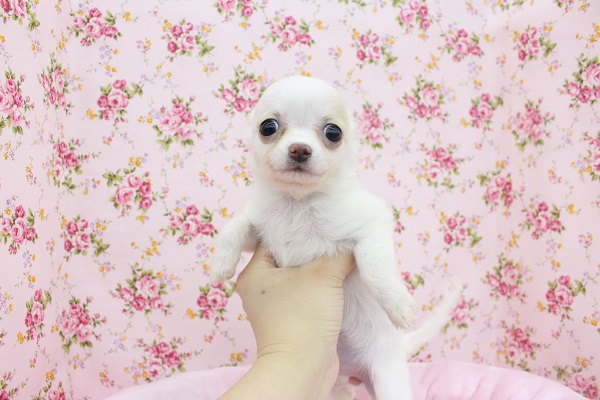 おてんばピョンピョン☆チワワ・女の子! チワワ