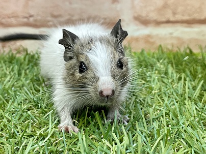 キレイな配色☆ デグー“パイドカラー”の男のコ 2022.4/15撮影 デグー