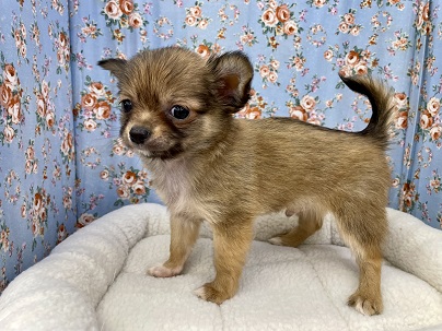 嬉しくてお腹出しちゃう☆ロングコートチワワの男のコ 2022.5/15撮影 チワワ