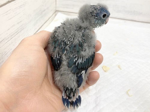 サザナミインコ