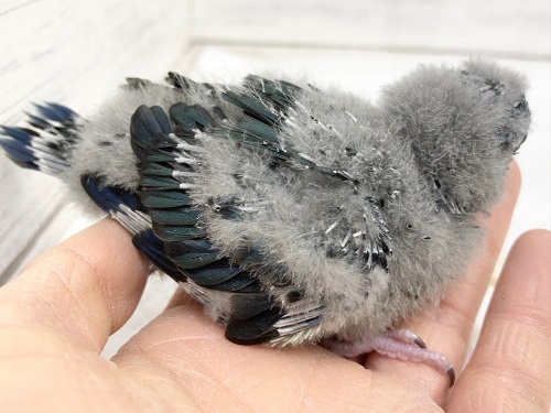 サザナミインコ