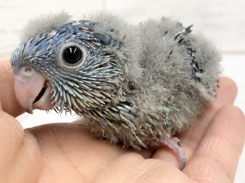 サザナミインコ