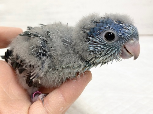 サザナミインコ