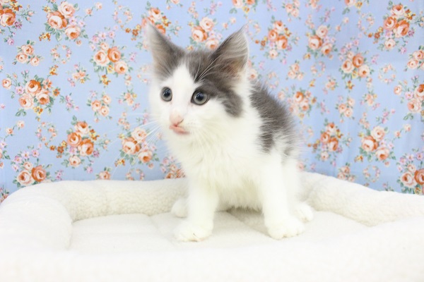 ノルウェージャンフォレストキャット