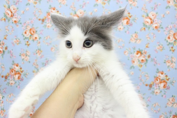 ノルウェージャンフォレストキャット