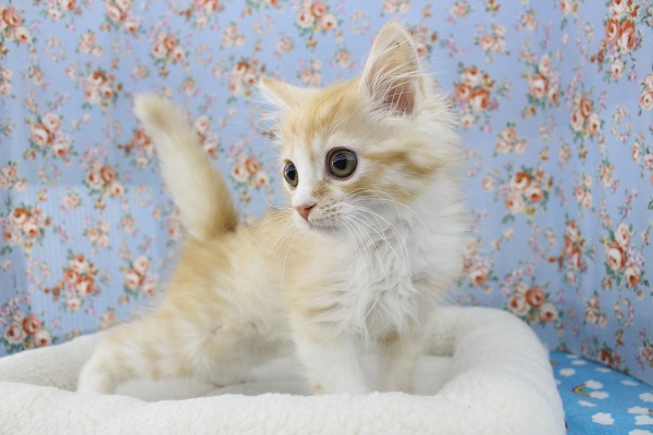 スコティッシュフォールド