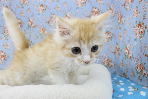 スコティッシュフォールド