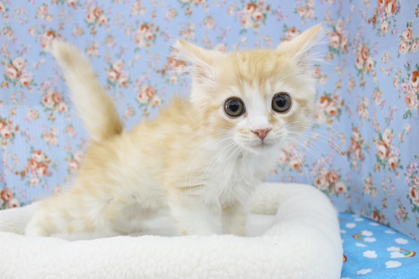 スコティッシュフォールド