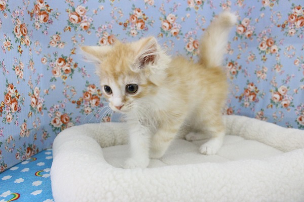 スコティッシュフォールド