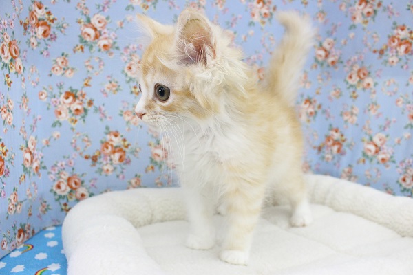 スコティッシュフォールド