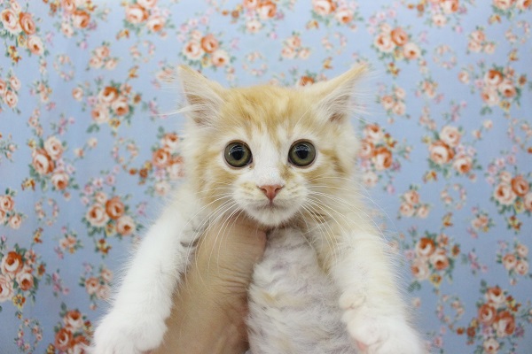 スコティッシュフォールド