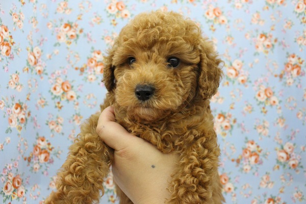 トイプードル