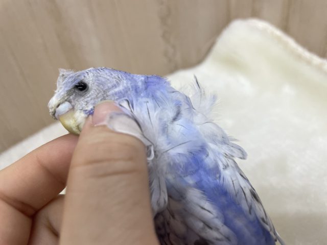 羽衣セキセイインコ