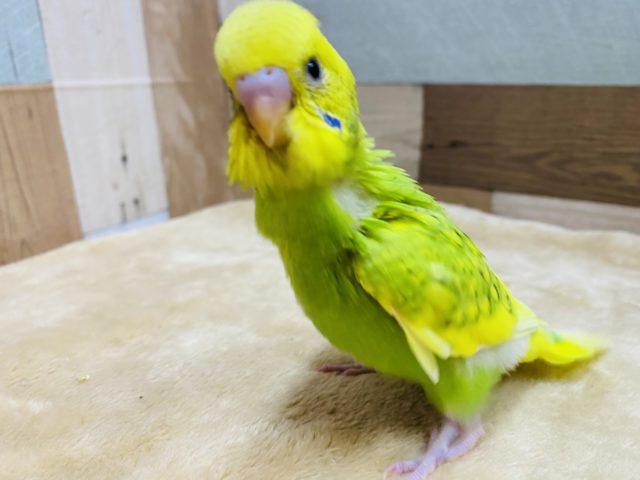 セキセイインコ