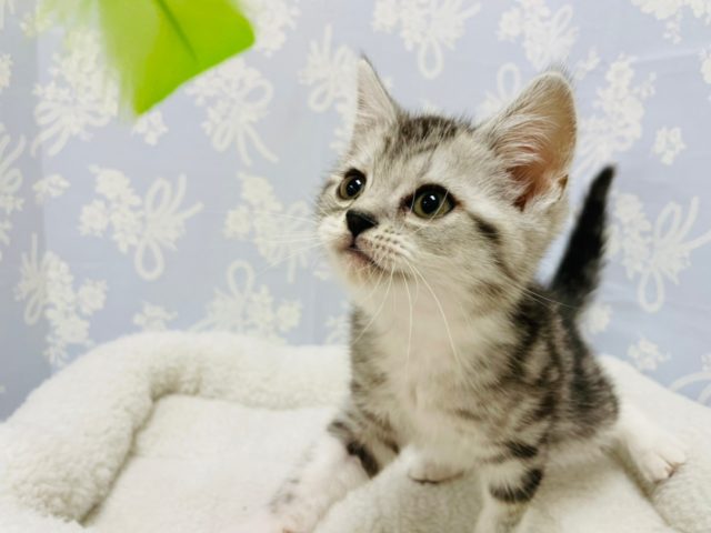 スコティッシュフォールド