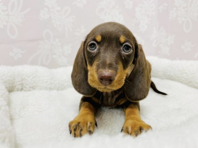 スタンダードダックス